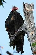 Turkey Vulture