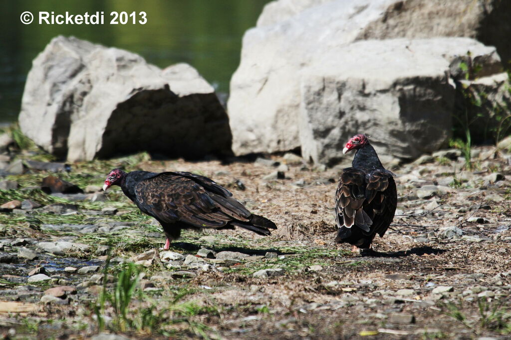 Turkey Vulture