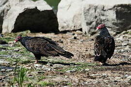 Turkey Vulture