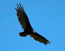 Turkey Vulture