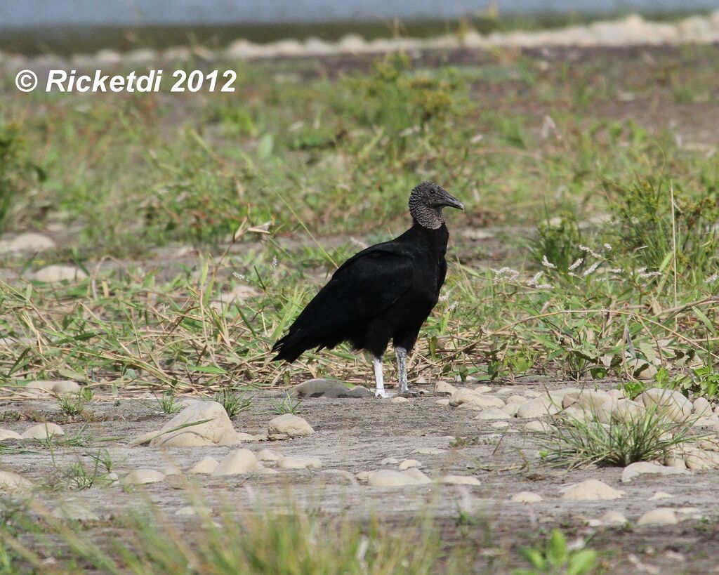 Black Vulture