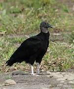 Black Vulture