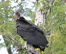 Black Vulture