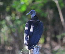 Black Vulture