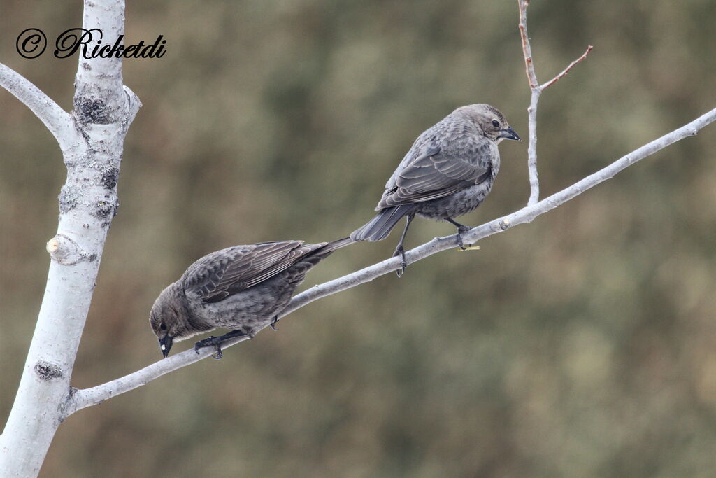 Brown-headed Cowbird female