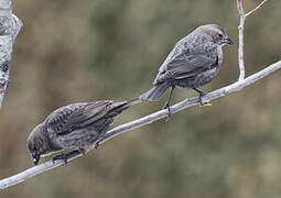 Brown-headed Cowbird