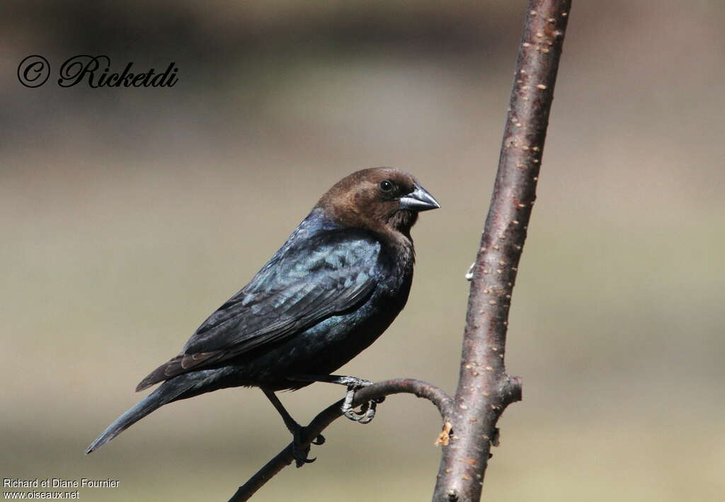 Vacher à tête brune mâle