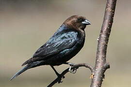 Brown-headed Cowbird