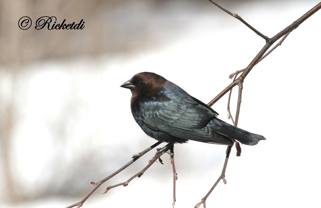 Brown-headed Cowbird