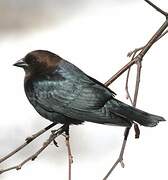 Brown-headed Cowbird