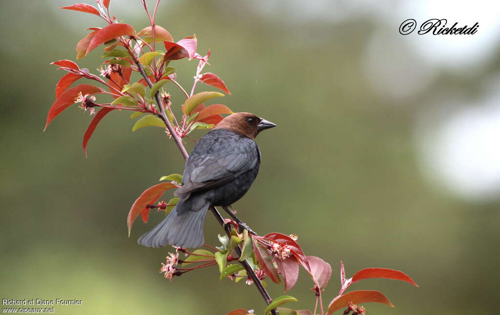 Brown-headed Cowbird male adult, pigmentation