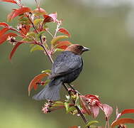 Brown-headed Cowbird