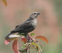 Brown-headed Cowbird