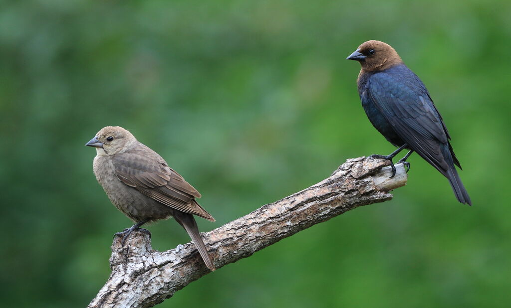 Brown-headed Cowbirdadult