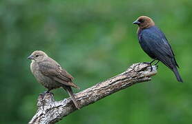 Brown-headed Cowbird