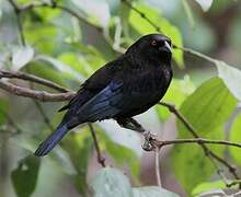 Bronzed Cowbird