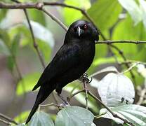 Bronzed Cowbird