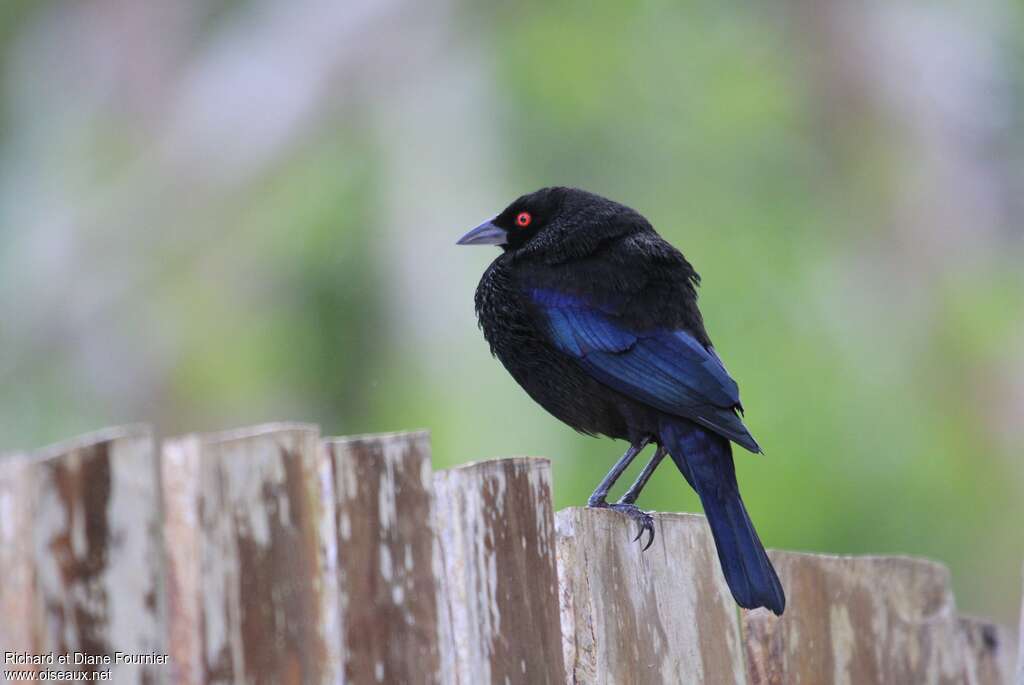 Bronzed Cowbird male adult breeding, identification