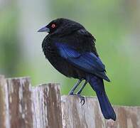 Bronzed Cowbird