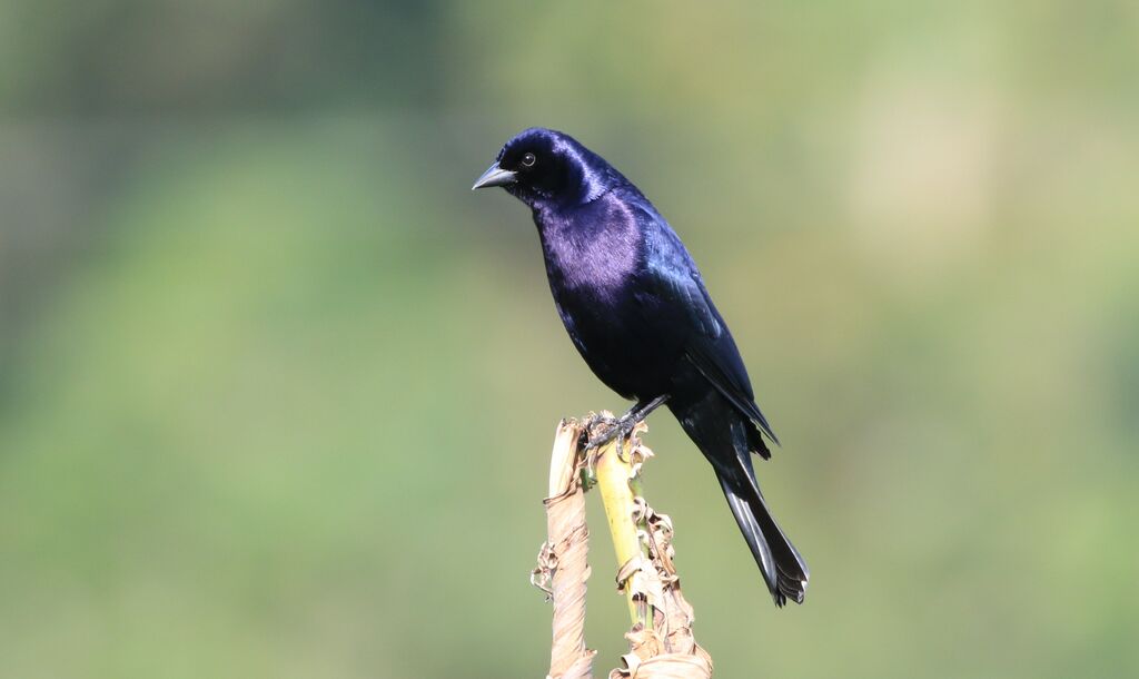 Shiny Cowbird