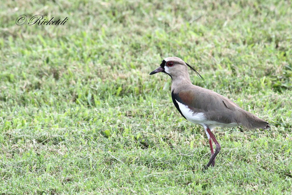 Southern Lapwing