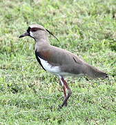 Southern Lapwing