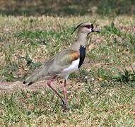 Southern Lapwing