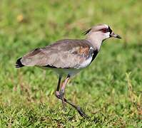 Southern Lapwing