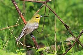 Yellow-throated Vireo