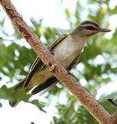 Black-whiskered Vireo