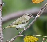 Black-whiskered Vireo