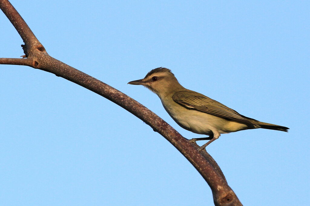 Black-whiskered Vireo