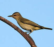 Black-whiskered Vireo