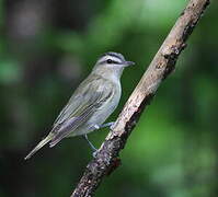 Red-eyed Vireo