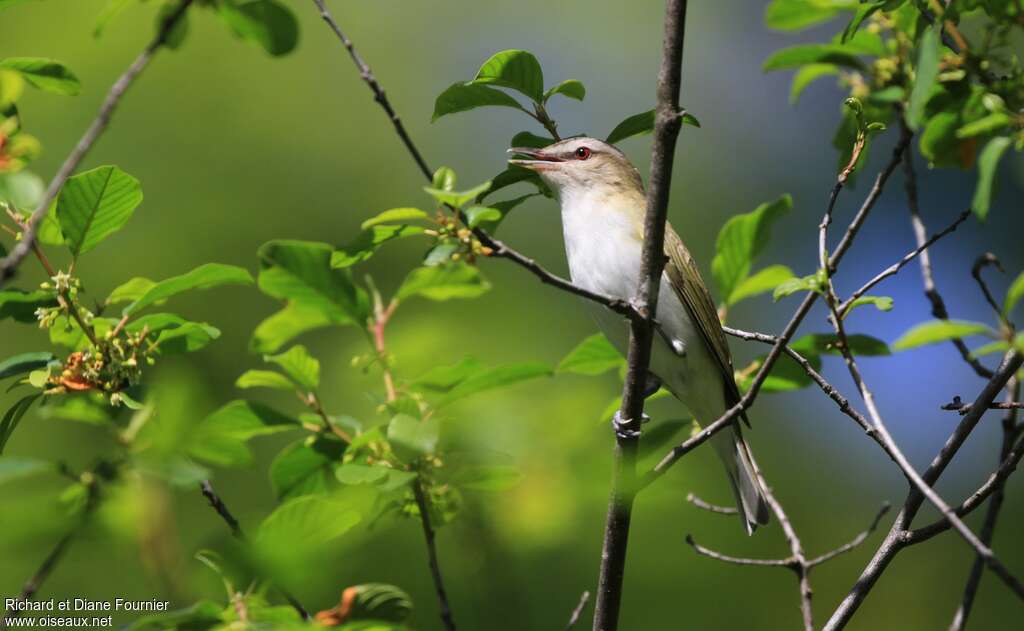 Red-eyed Vireoadult, song