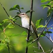 Red-eyed Vireo