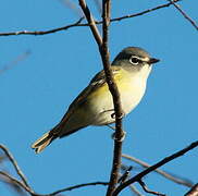 Blue-headed Vireo