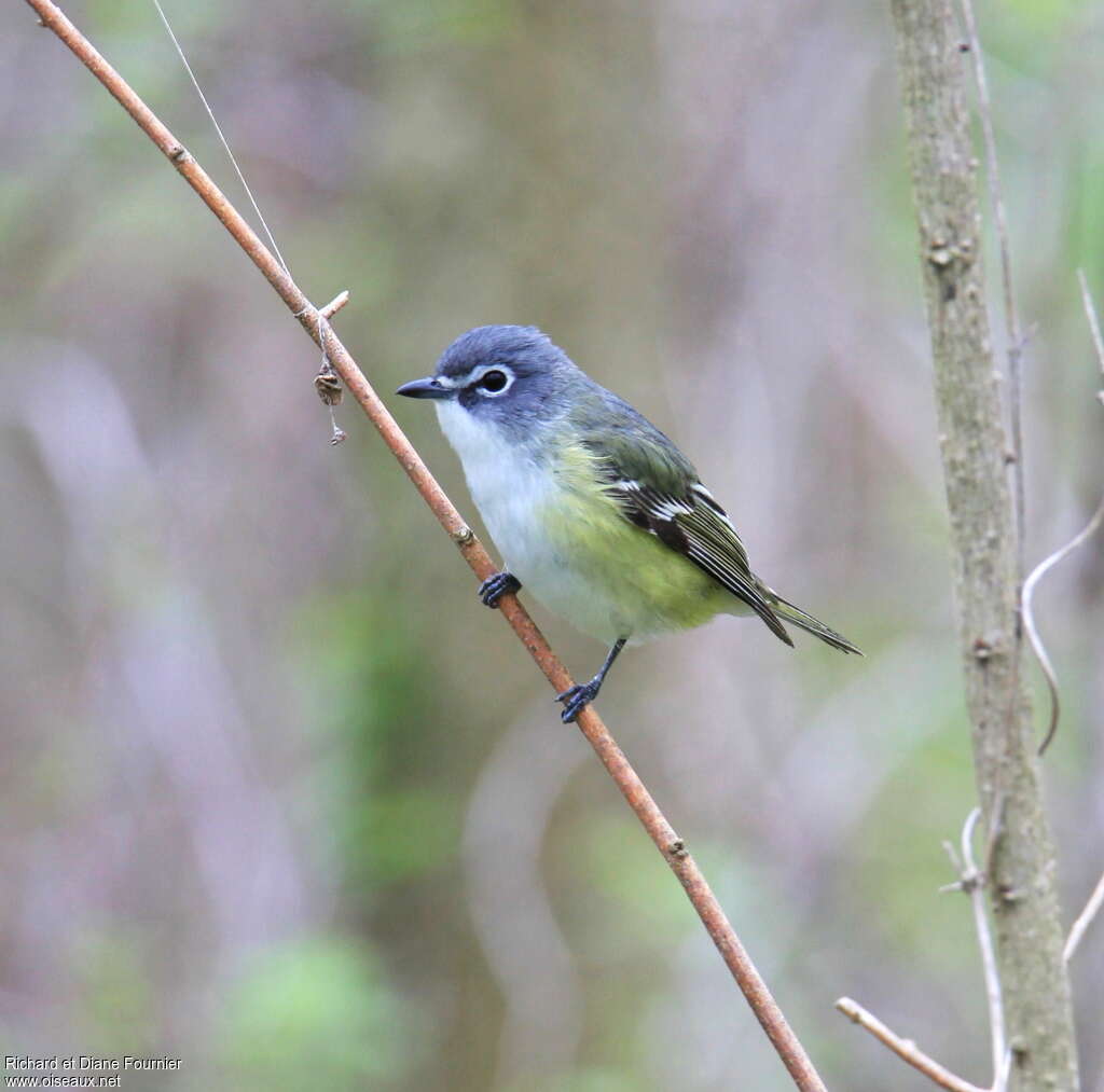 Viréo à tête bleue mâle adulte nuptial, identification