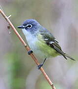 Blue-headed Vireo