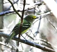 White-eyed Vireo