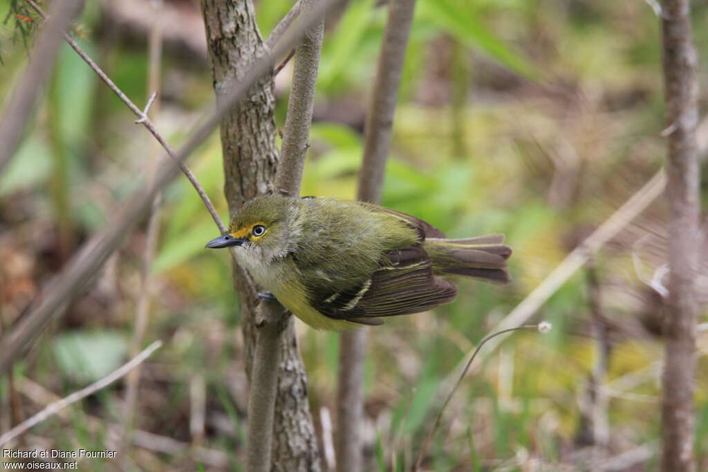 White-eyed Vireoadult, pigmentation, Behaviour