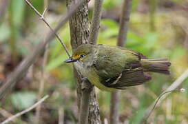 White-eyed Vireo