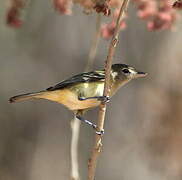 Bell's Vireo