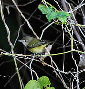 Bell's Vireo