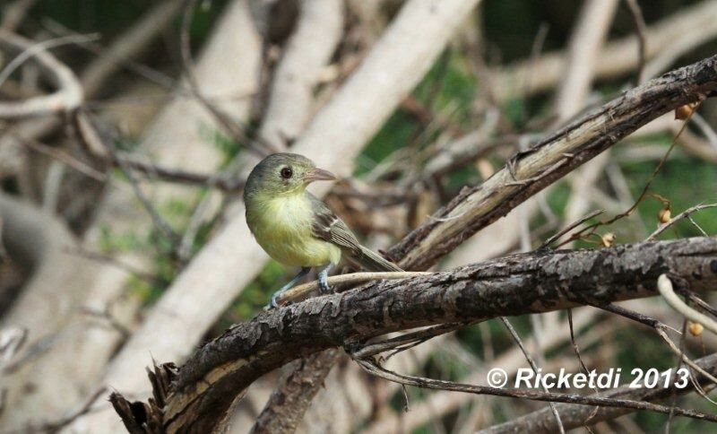 Cuban Vireo