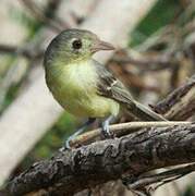 Cuban Vireo