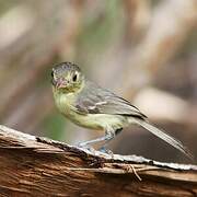 Cuban Vireo