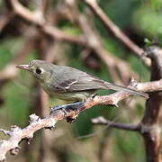 Cuban Vireo