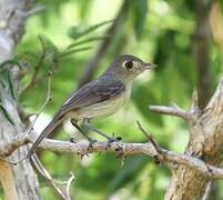 Cuban Vireo