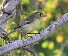 Cuban Vireo